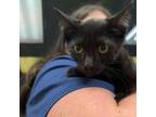 Adopt Rogue a Domestic Short Hair