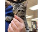 Adopt Wonder a Domestic Short Hair