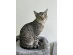 Adopt Buddy a Domestic Short Hair