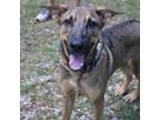 Adopt Maurice a Shepherd