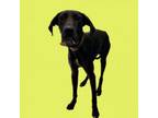 Adopt Celtic a Great Dane