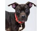 Adopt Trevor a Pit Bull Terrier, Labrador Retriever