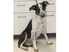Adopt Arlo a Australian Cattle Dog / Blue Heeler