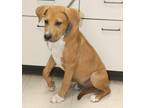 Adopt Jj a Hound, Labrador Retriever