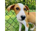 Adopt Houndour a Hound