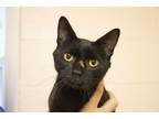 Adopt Tommy Boy a Domestic Short Hair