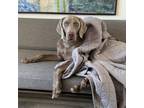 Adopt Ruger (Courtesy Listing) a Weimaraner