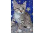 Adopt Tancy Thanos a Tabby