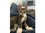 Adopt Larry Meowford a Tabby, Domestic Short Hair