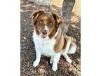 Adopt Cider a Australian Shepherd
