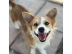 Adopt Rex a Corgi
