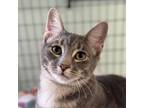 Adopt Felony a Domestic Short Hair