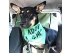 Adopt DANNY a Dachshund, German Shepherd Dog