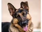 Adopt Slim Shady a German Shepherd Dog