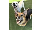 Adopt Luca a German Shepherd Dog