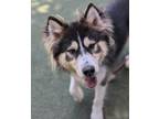 Adopt Parker Bennet a Siberian Husky, Shepherd