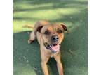 Adopt Prince a Boxer
