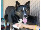 Adopt Axl a Australian Shepherd, Akita