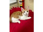 Adopt Colby a Tabby