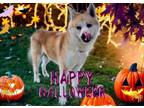 Adopt Maximus a Akita