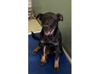 Adopt Claudine a Border Collie, Mixed Breed