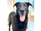 Adopt Snoopy a German Shepherd Dog, Labrador Retriever