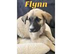 Adopt Flynn a German Shepherd Dog