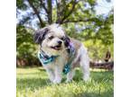 Adopt Laurence a Shih Tzu, Mixed Breed