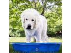 Adopt Dr. Doom a Great Pyrenees, Mixed Breed