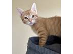 Adopt Marden a Domestic Short Hair