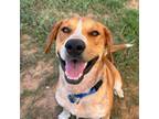 Adopt Marlow a Cattle Dog, Mixed Breed