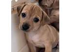 Adopt Danny a Dachshund