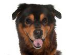 Adopt Toby a Chow Chow, Shetland Sheepdog / Sheltie