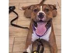Adopt Clayton a Mixed Breed