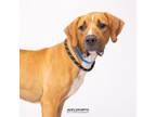 Adopt Carmelo a Rhodesian Ridgeback