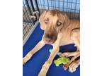Adopt Mojo a Great Dane