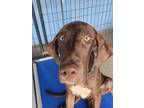 Adopt Marco a Great Dane