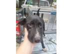 Adopt Kramer a Mixed Breed, Basset Hound