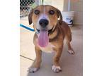 Adopt George a Mixed Breed, Basset Hound