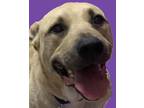 Adopt Rolon a Hound
