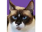 Adopt Sinatra a Siamese, Domestic Short Hair