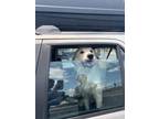 Adopt French Fry a Great Pyrenees