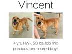Adopt Vincent a Mixed Breed