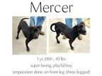 Adopt Mercer a Labrador Retriever, Mixed Breed
