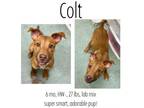 Adopt Colt a Mixed Breed