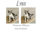 Adopt Lynx a Domestic Short Hair
