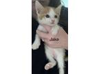 Adopt Jake a Domestic Short Hair