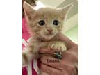 Adopt Beans a Domestic Short Hair