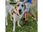 Adopt Howard a Anatolian Shepherd