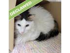 Adopt Scratchy a Domestic Long Hair